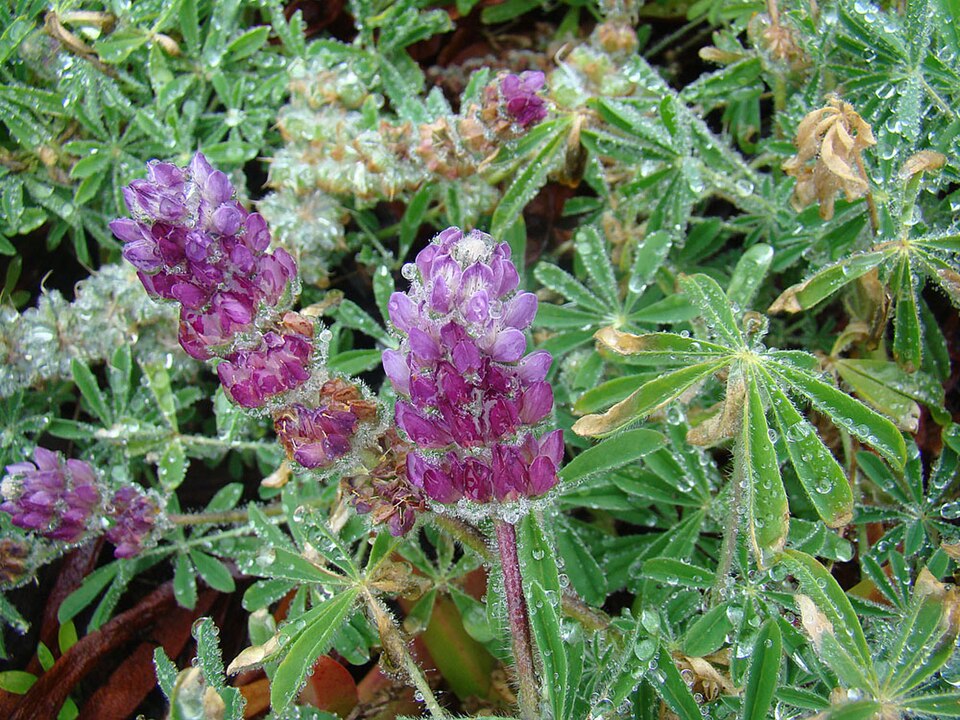 Lupinus microcarpus (chick lupine) (alternate view 9)