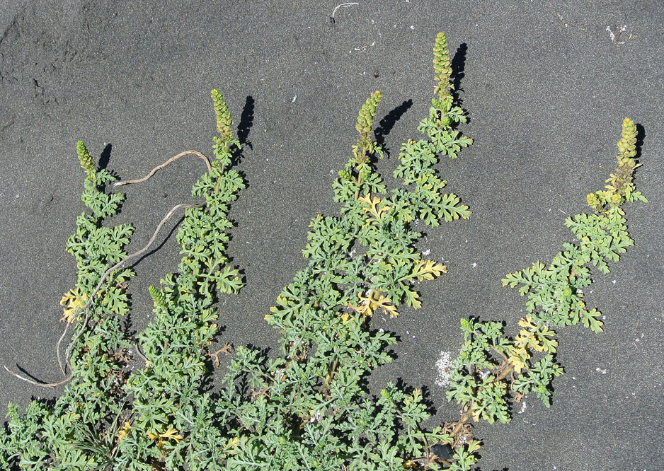Ambrosia chamissonis (silver beachweed) (alternate view 10)