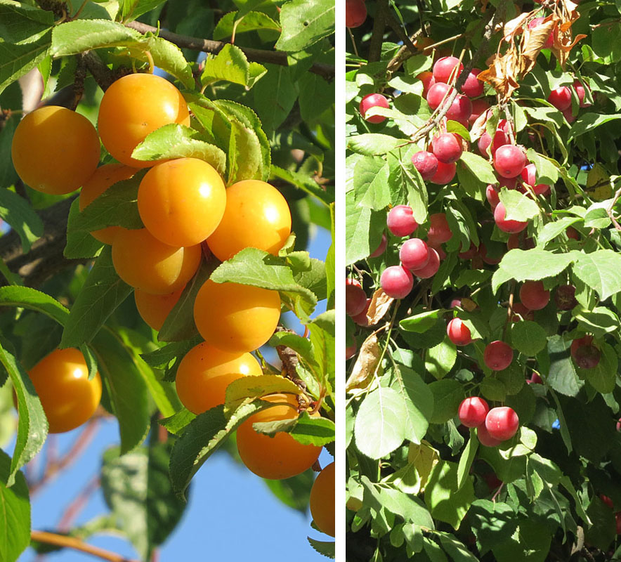 Prunus americana (American plum) (alternate view 10)