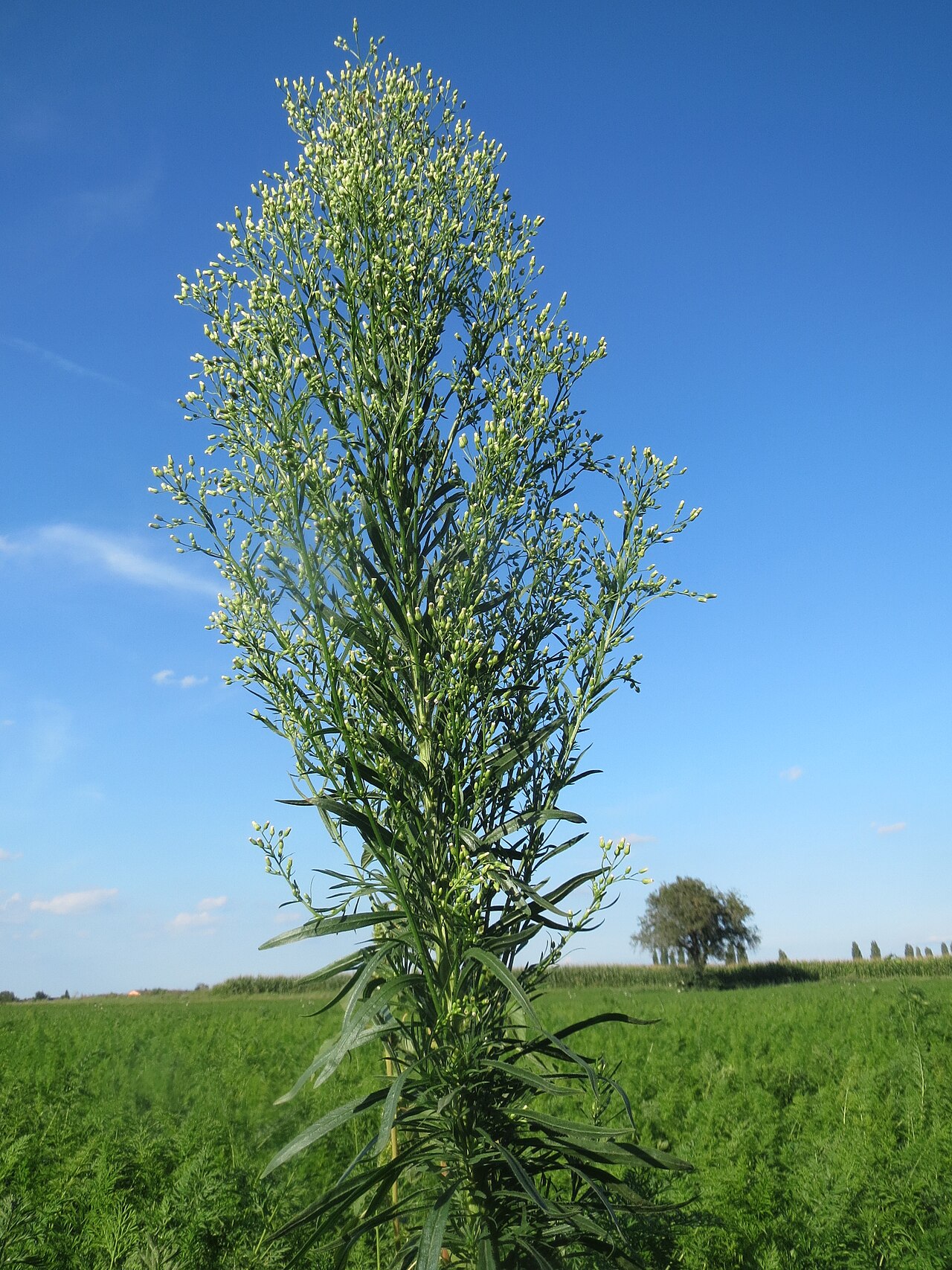 Conyza canadensis (horseweed)
