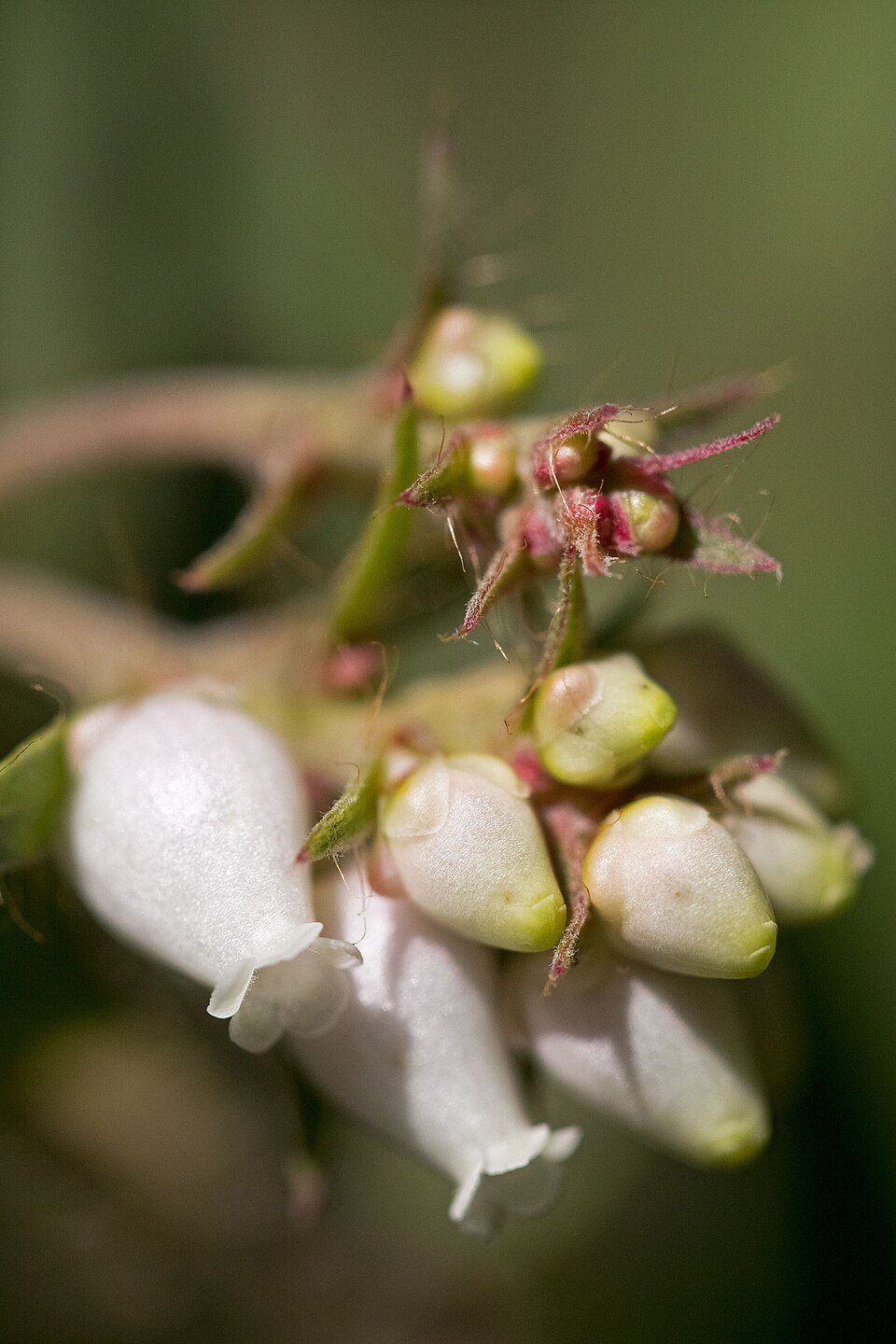 Arctostaphylos columbiana (hairy manzanita) (alternate view 7)