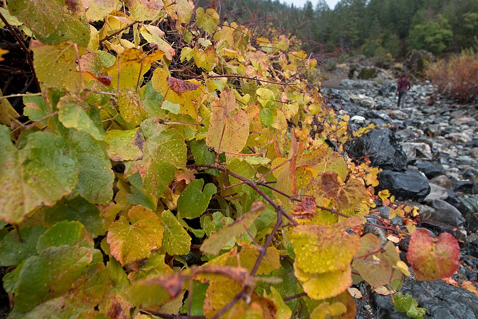 Vitis californica (California wild grape) (alternate view 10)