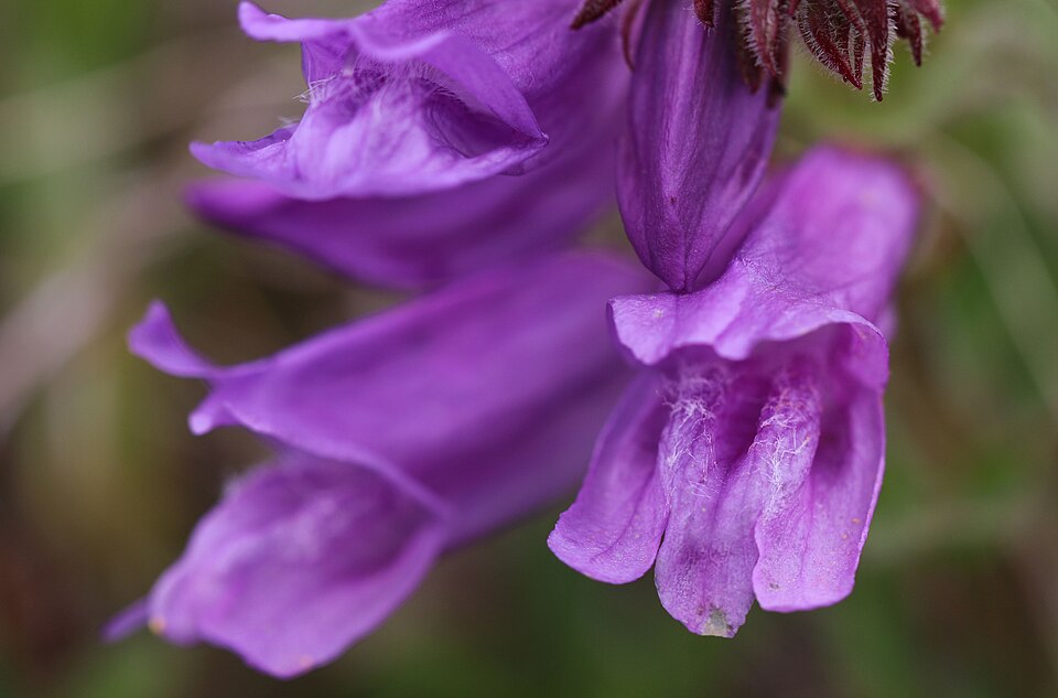 Penstemon cardwellii (Cardwell's Penstemon) (alternate view 7)