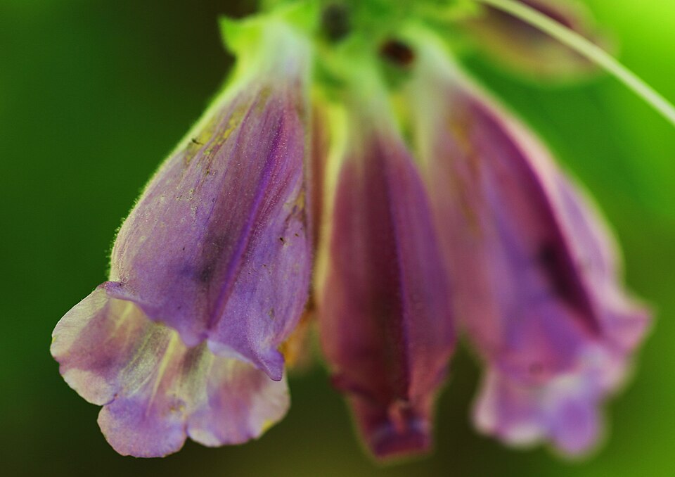 Nothochelone nemorosa (Woodland Beardtongue) (alternate view 10)