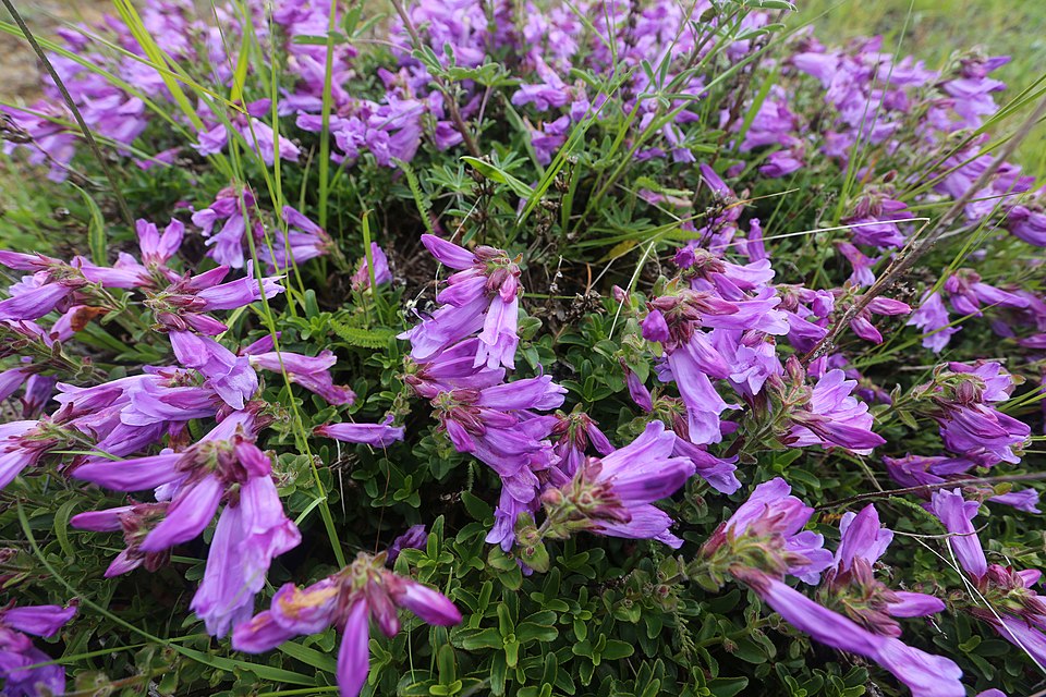 Penstemon cardwellii (Cardwell's Penstemon) (alternate view 8)