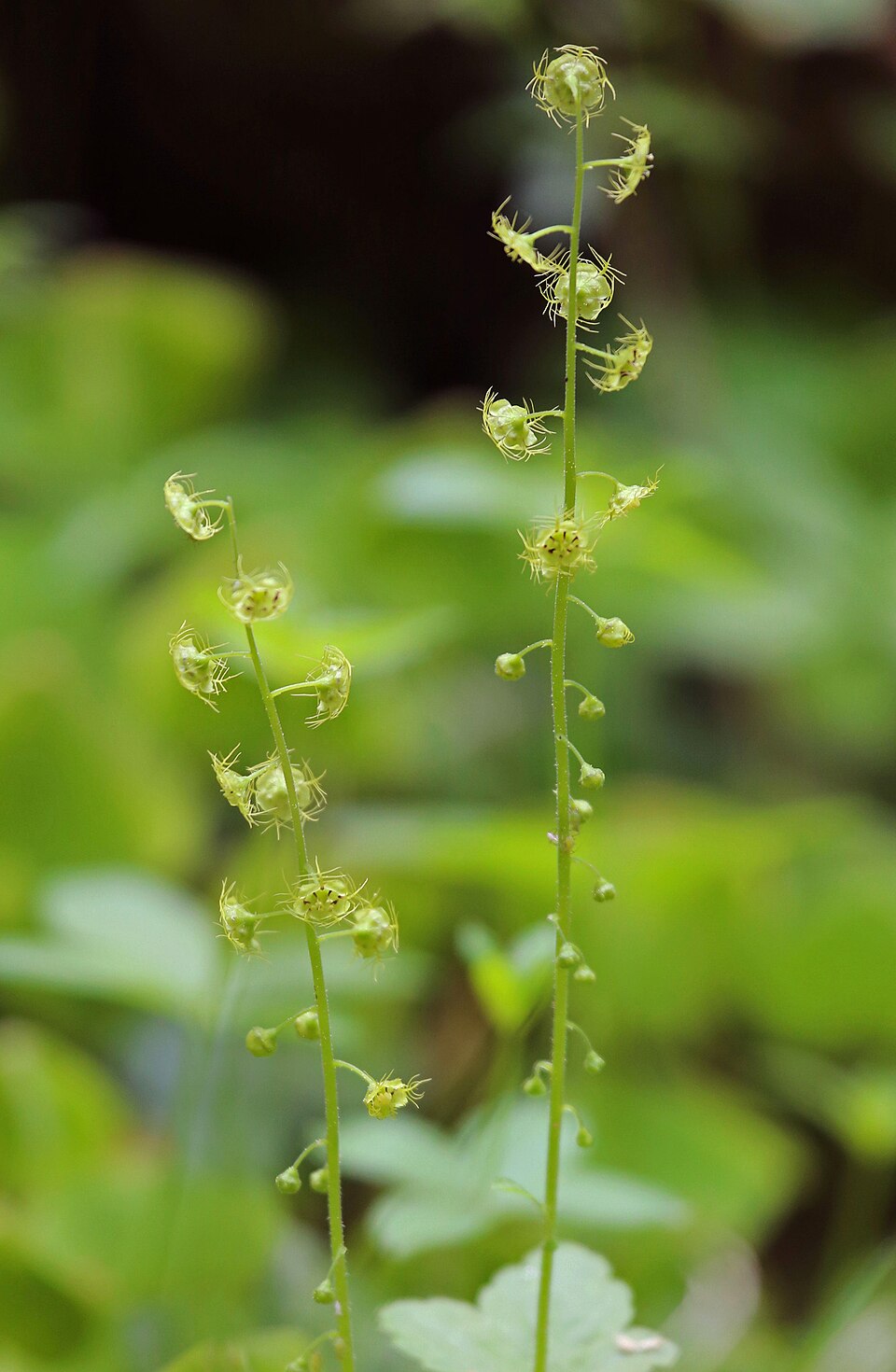 Mitella breweri (alternate view 2)