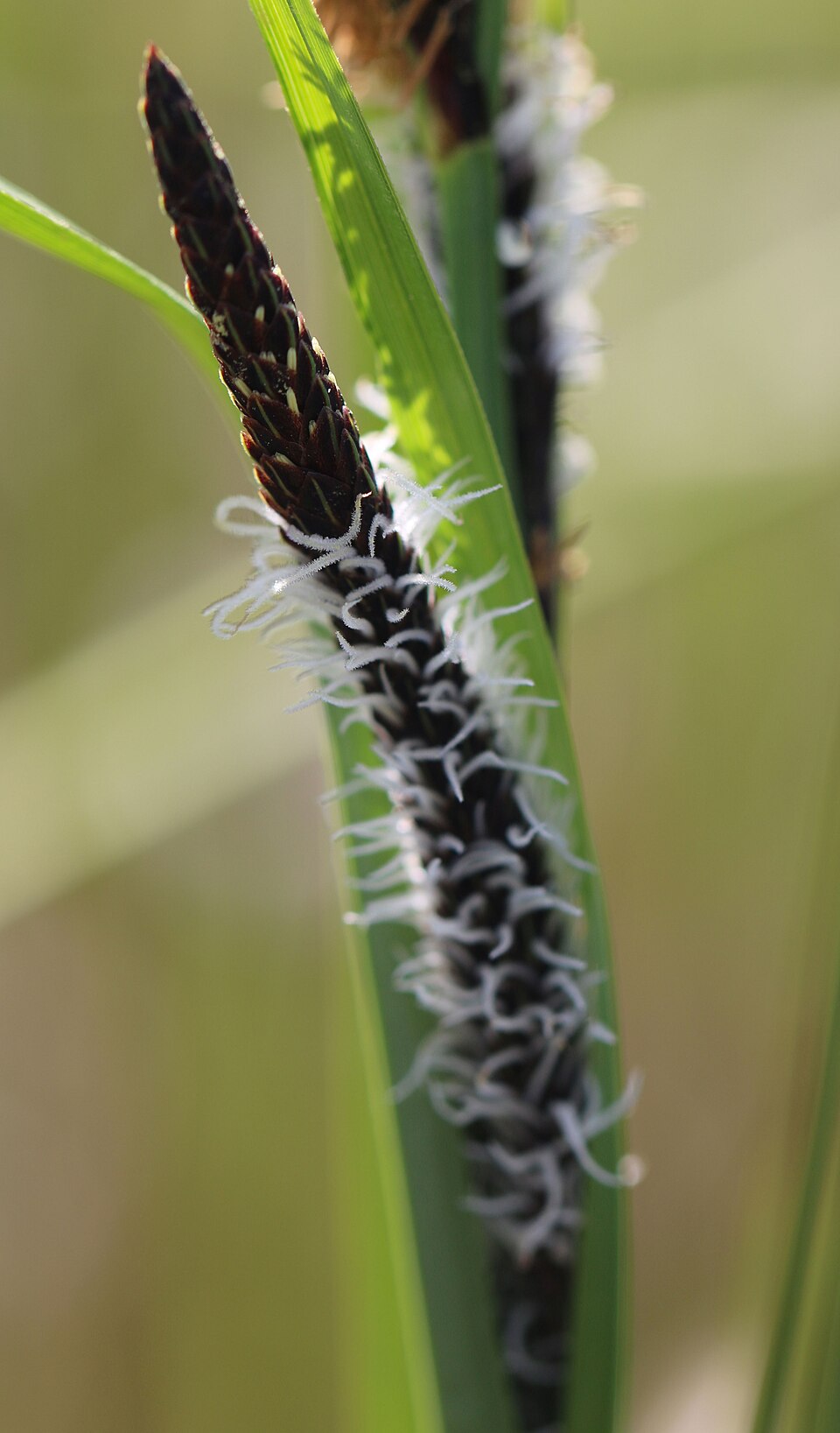 Leymus mollis (Dune Grass) (alternate view 8)