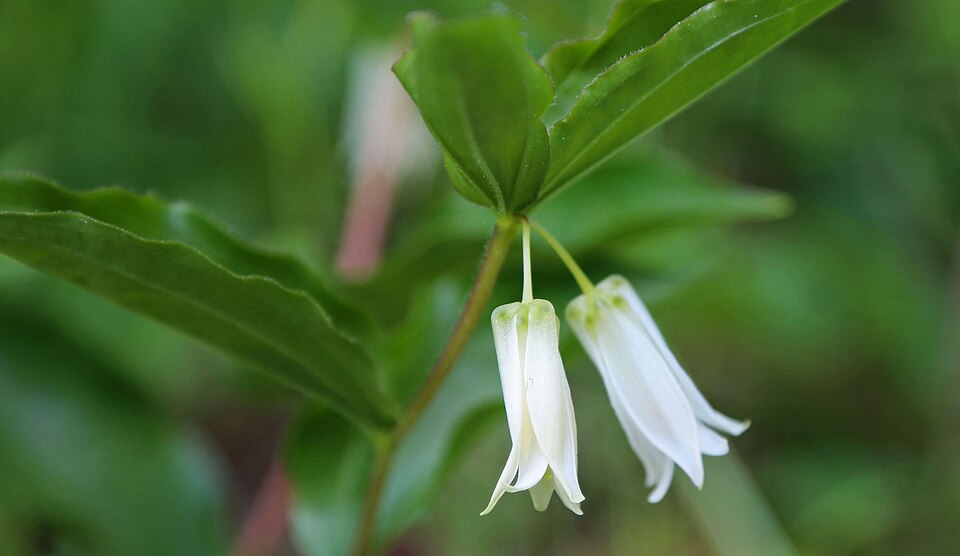 Prosartes smithii (Largeflower Fairybells) (alternate view 10)