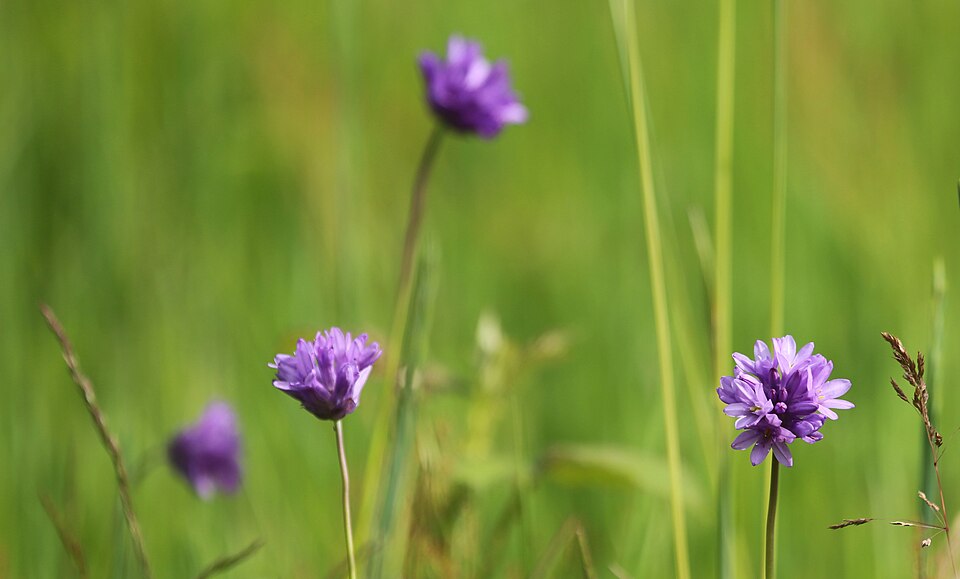 Dichelostemma congestum (Ookow) (alternate view 6)