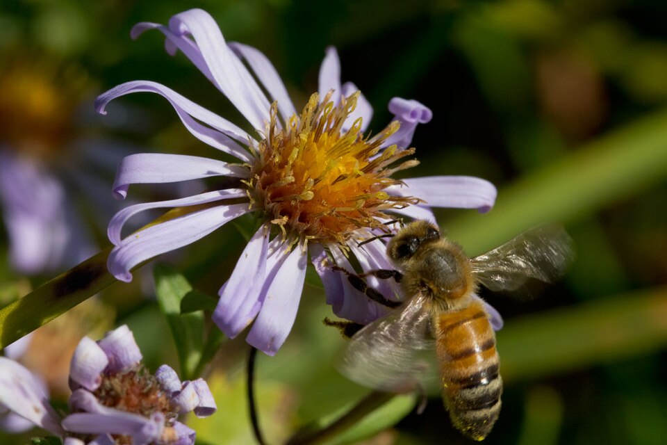 Symphyotrichum subspicatum (Douglas' aster) (alternate view 9)