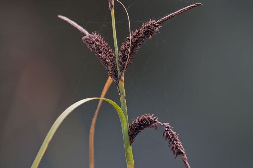Carex lyngbyei (Lyngby's sedge) (alternate view 7)