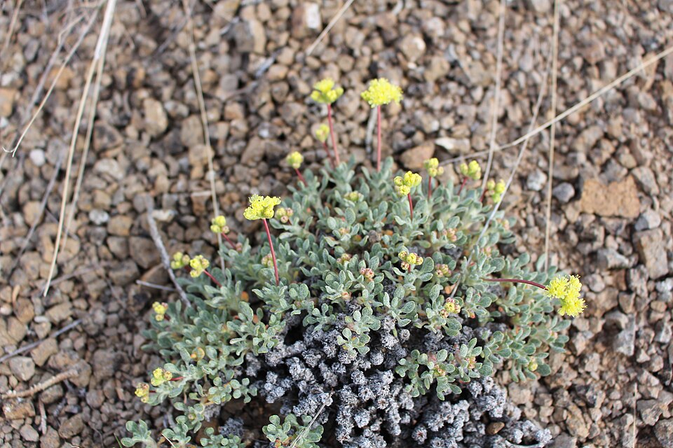 Eriogonum (wild buckwheats) (alternate view 6)