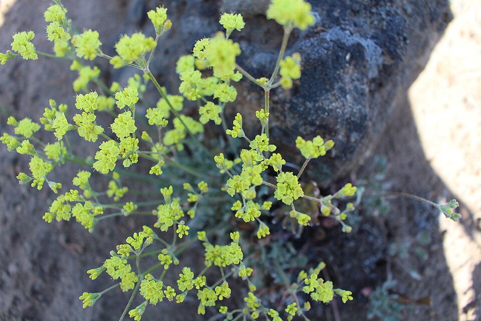 Eriogonum (wild buckwheats) (alternate view 7)