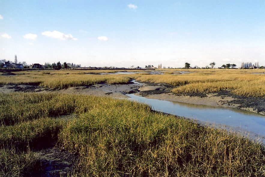 Sporobolus anglicus (common cordgrass)