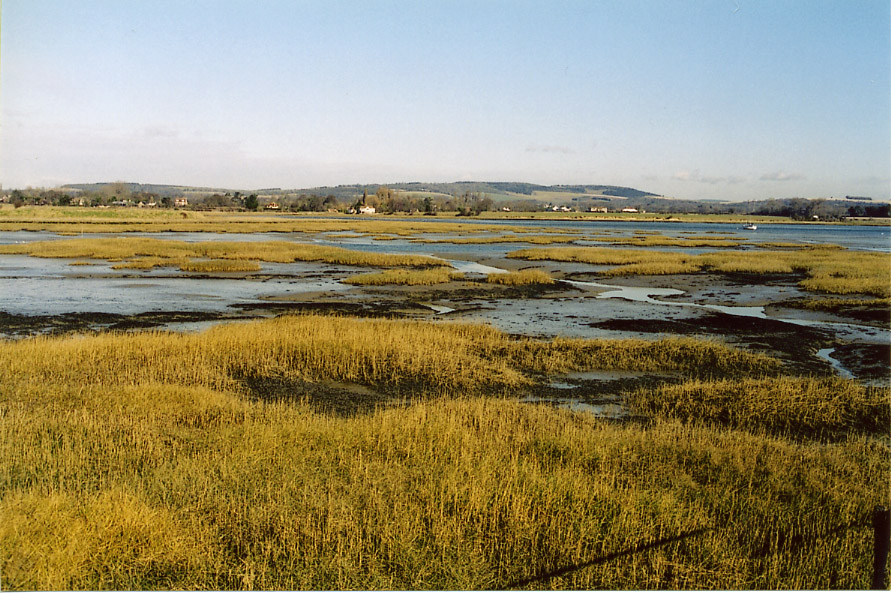 Sporobolus anglicus (common cordgrass)