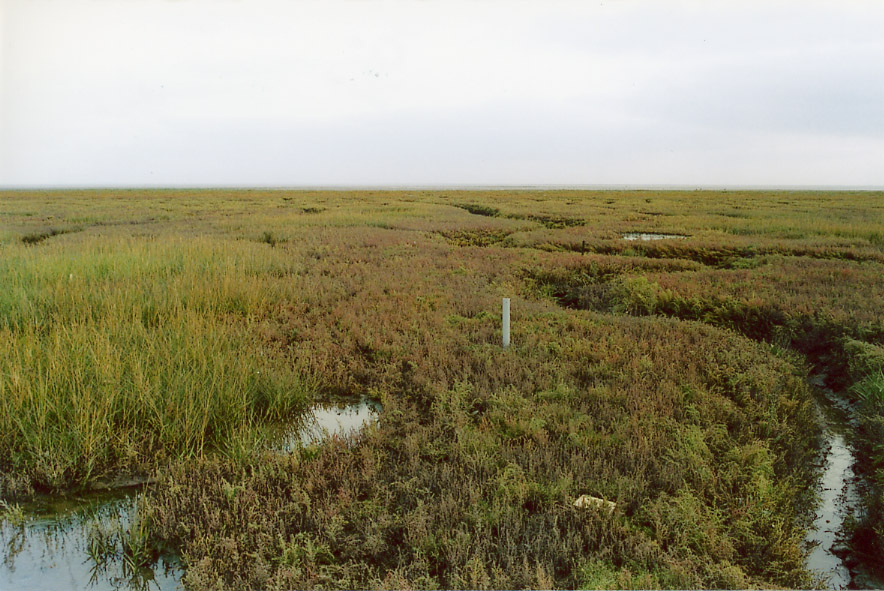 Sporobolus anglicus (common cordgrass)