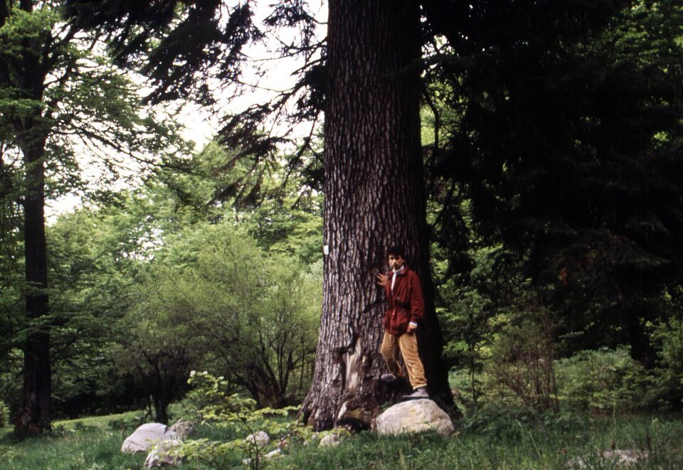 Abies borisii-regis (Bulgarian Fir) (alternate view 2)