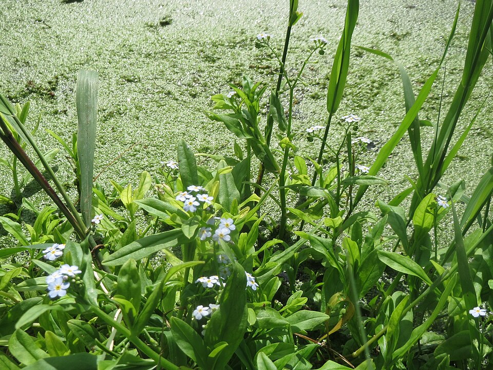 Myosotis scorpioides (water forget-me-not) (alternate view 9)