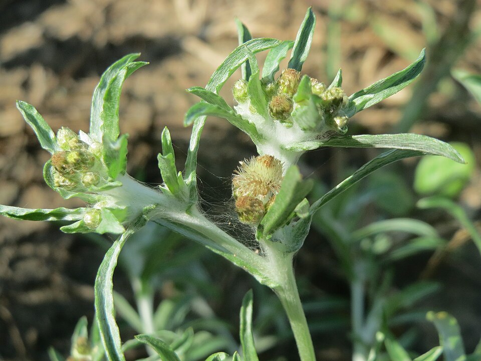 Gnaphalium uliginosum (marsh cudweed)