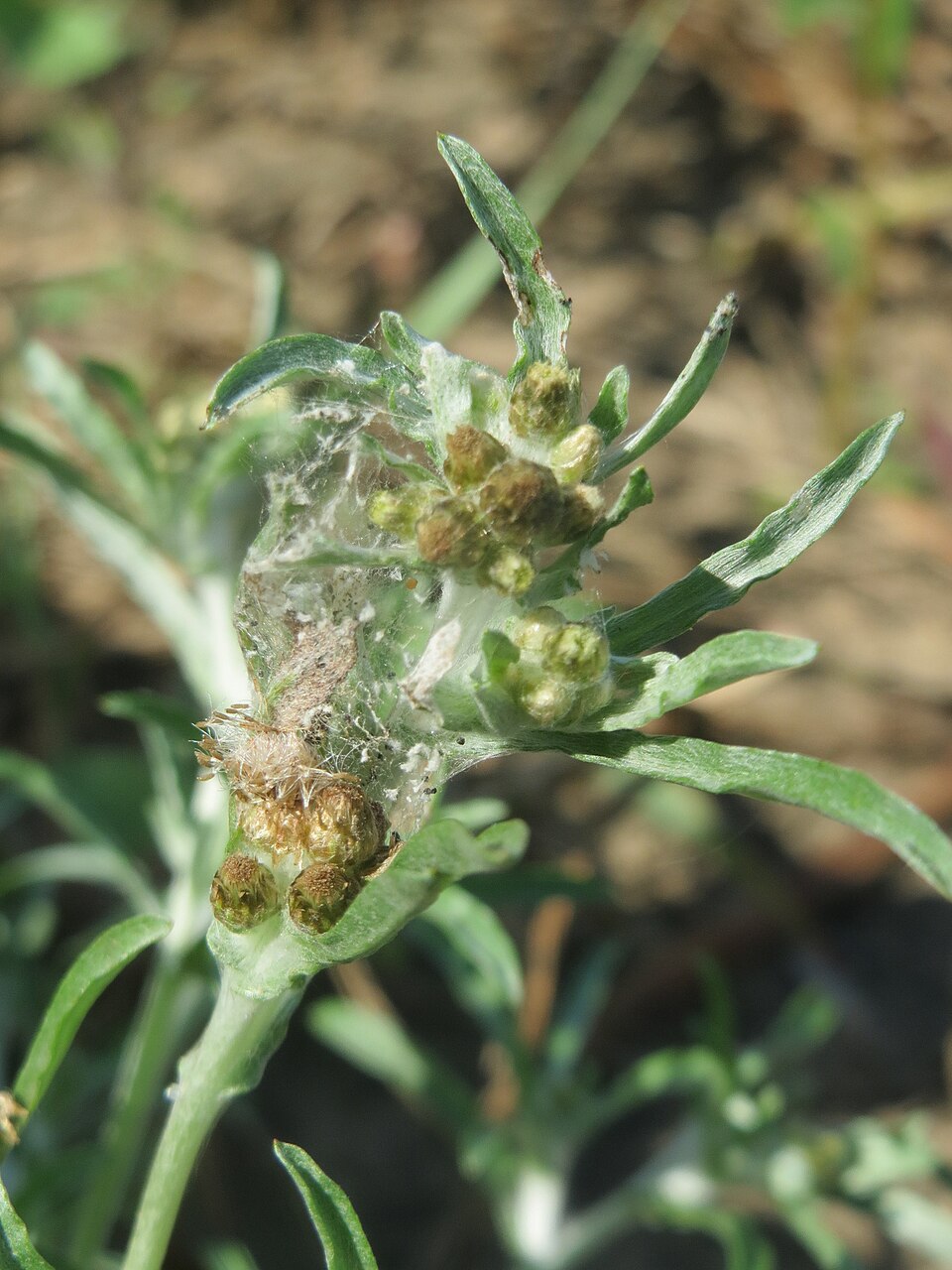 Gnaphalium uliginosum (marsh cudweed)