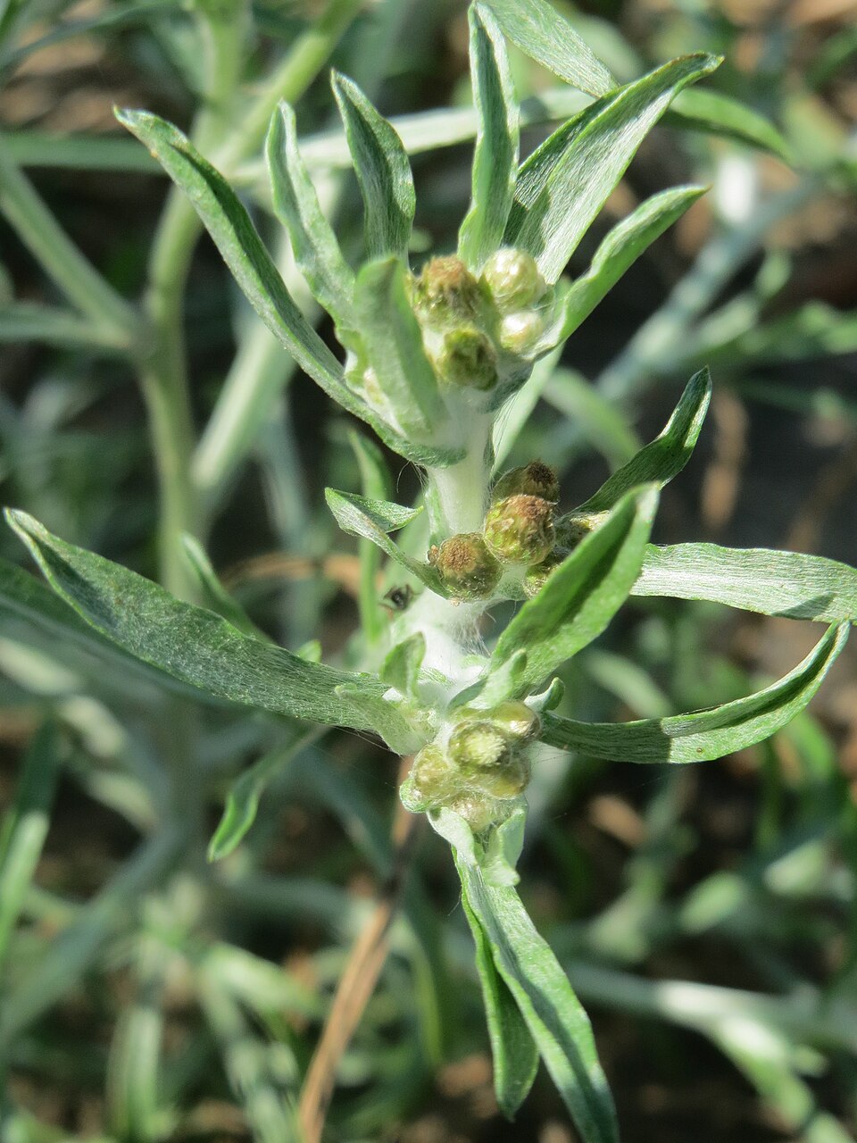 Gnaphalium uliginosum (marsh cudweed)