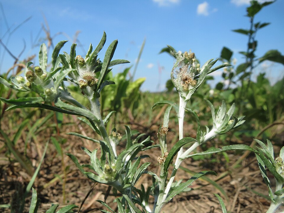 Gnaphalium uliginosum (marsh cudweed)