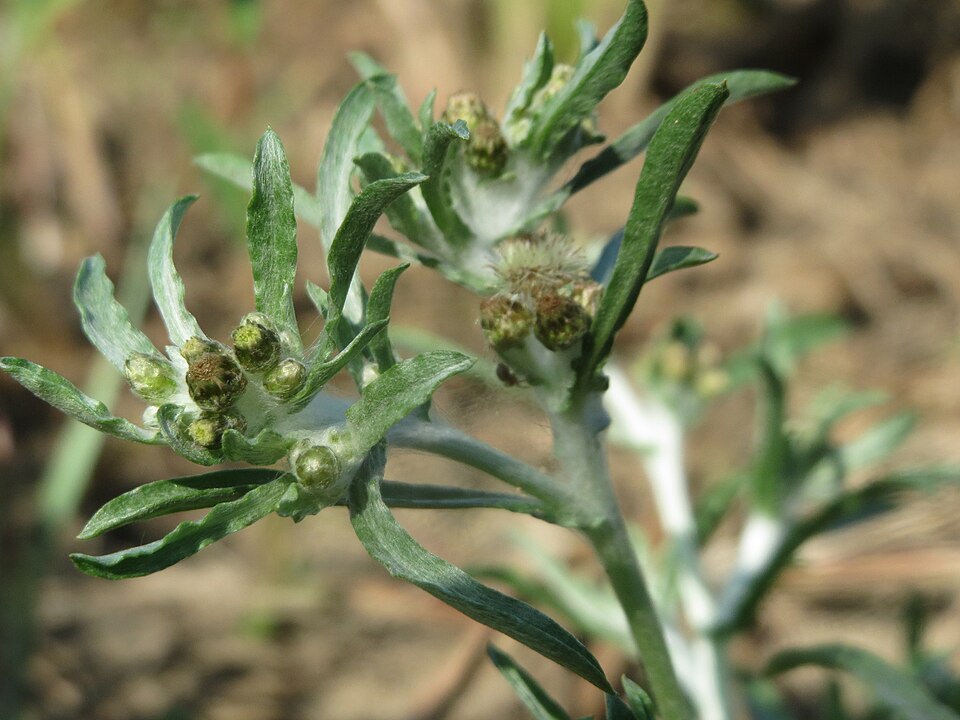 Gnaphalium uliginosum (marsh cudweed)