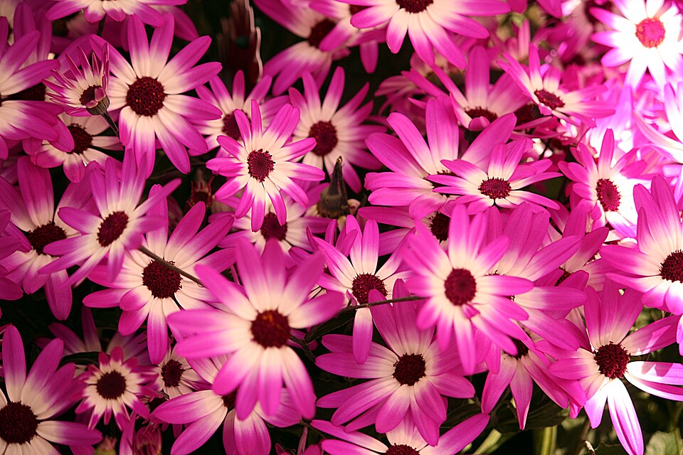 Pericallis × hybrida (Florist's cineraria) (alternate view 8)