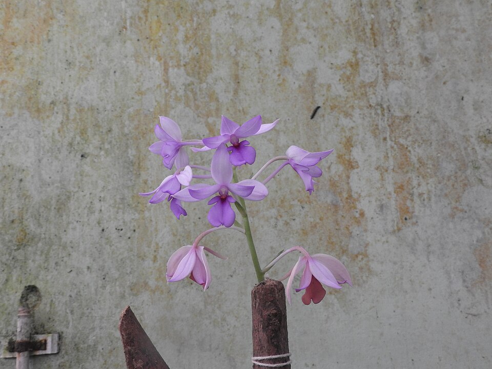 Calanthe triplicata (Christmas Orchid) (alternate view 6)