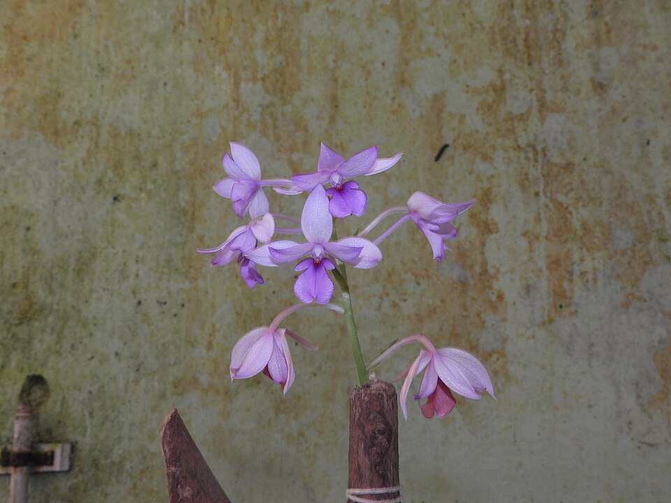 Calanthe triplicata (Christmas Orchid) (alternate view 7)