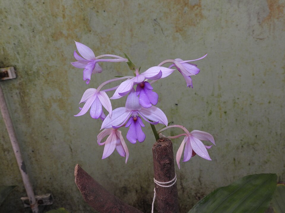 Calanthe triplicata (Christmas Orchid) (alternate view 8)