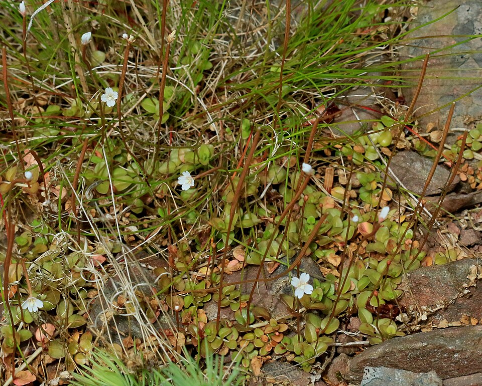 Epilobium brunnescens (New Zealand Willowherb)