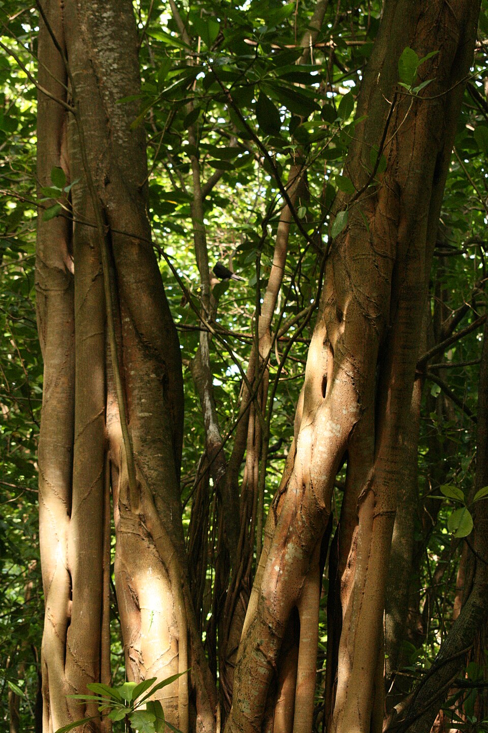 Ficus benghalensis (Ficus Audrey)