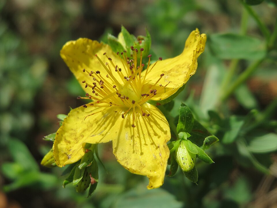 Hypericum maculatum (Imperforate St John's-wort) (alternate view 9)