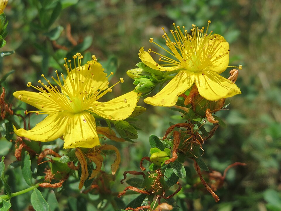 Hypericum maculatum (Imperforate St John's-wort) (alternate view 10)