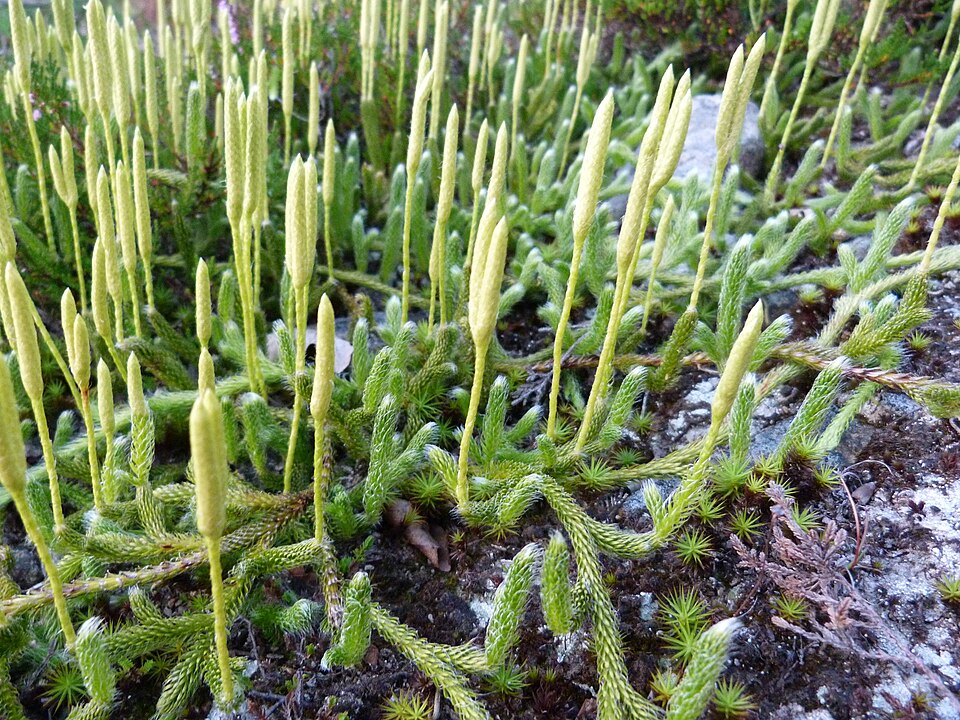 Lycopodium clavatum (stag's-horn clubmoss)