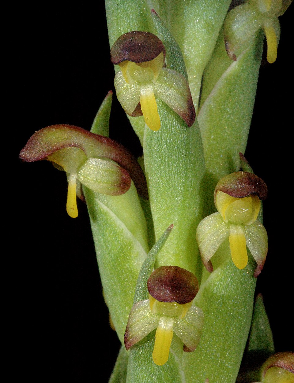Disa bracteata (Bract Disa) (alternate view 3)