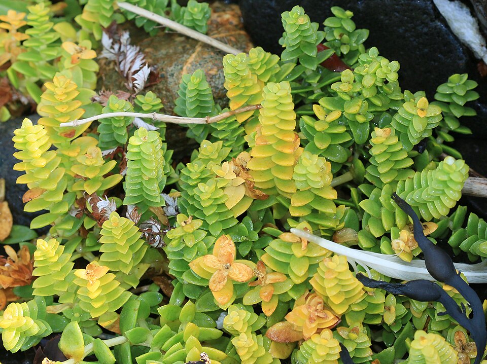 Honckenya peploides (Sea Sandwort)
