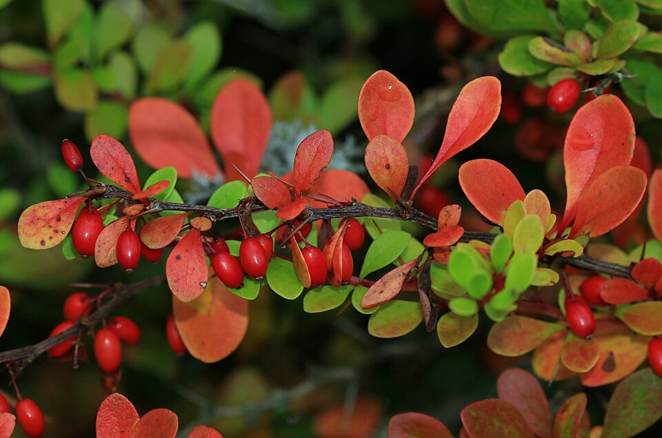 Berberis (Barberries) (alternate view 4)