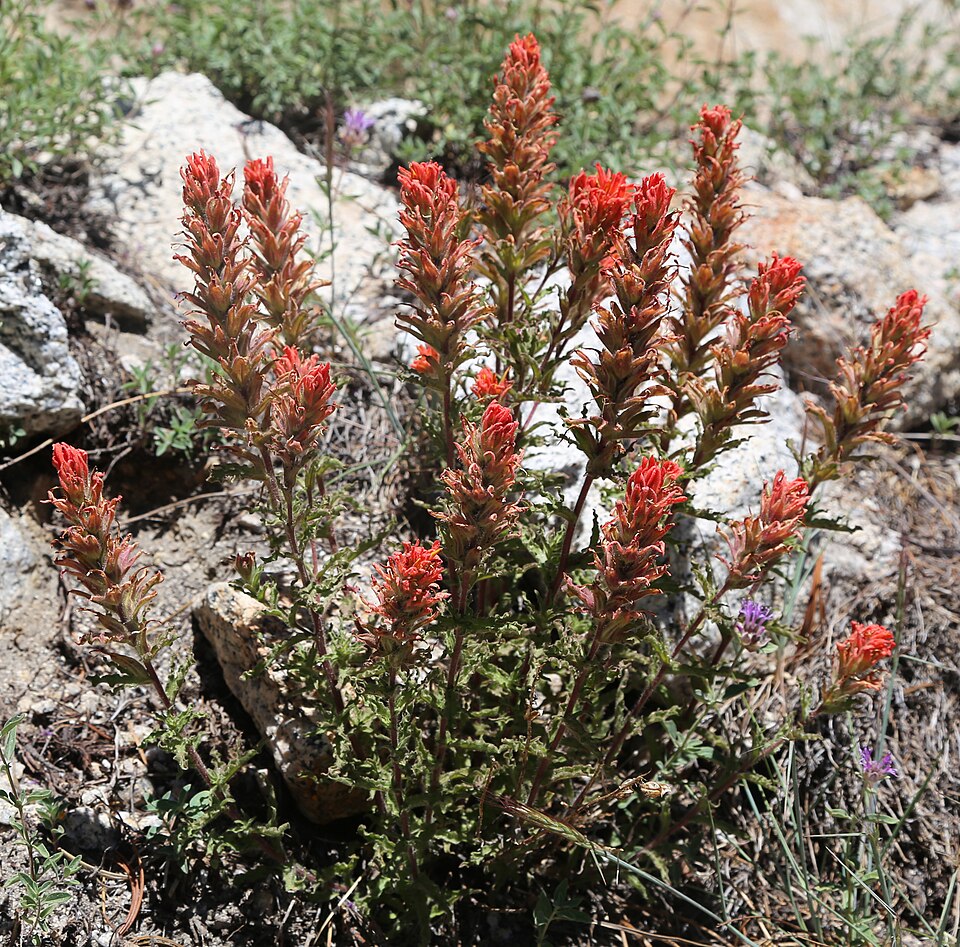 Castilleja applegatei (wavyleaf paintbrush) (alternate view 9)