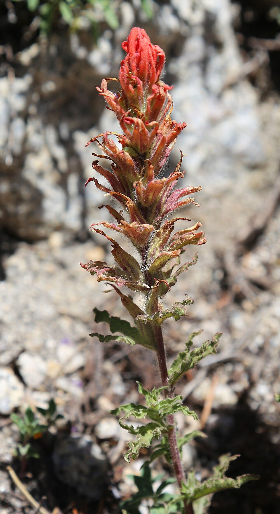 Castilleja applegatei (wavyleaf paintbrush) (alternate view 10)