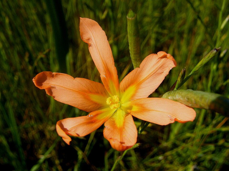 Moraea flaccida (Great Tulip) (alternate view 6)