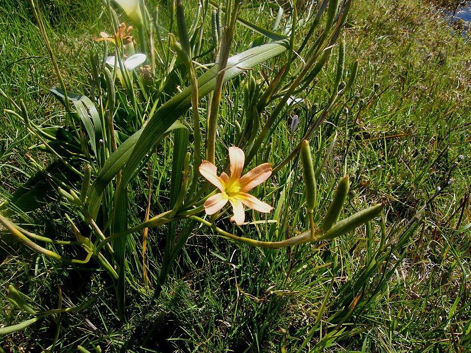 Moraea flaccida (Great Tulip) (alternate view 7)