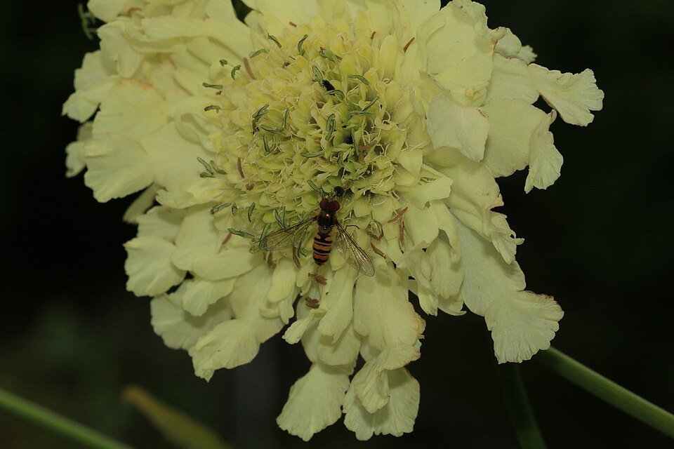 Scabiosa (Pincushion flowers) (alternate view 4)