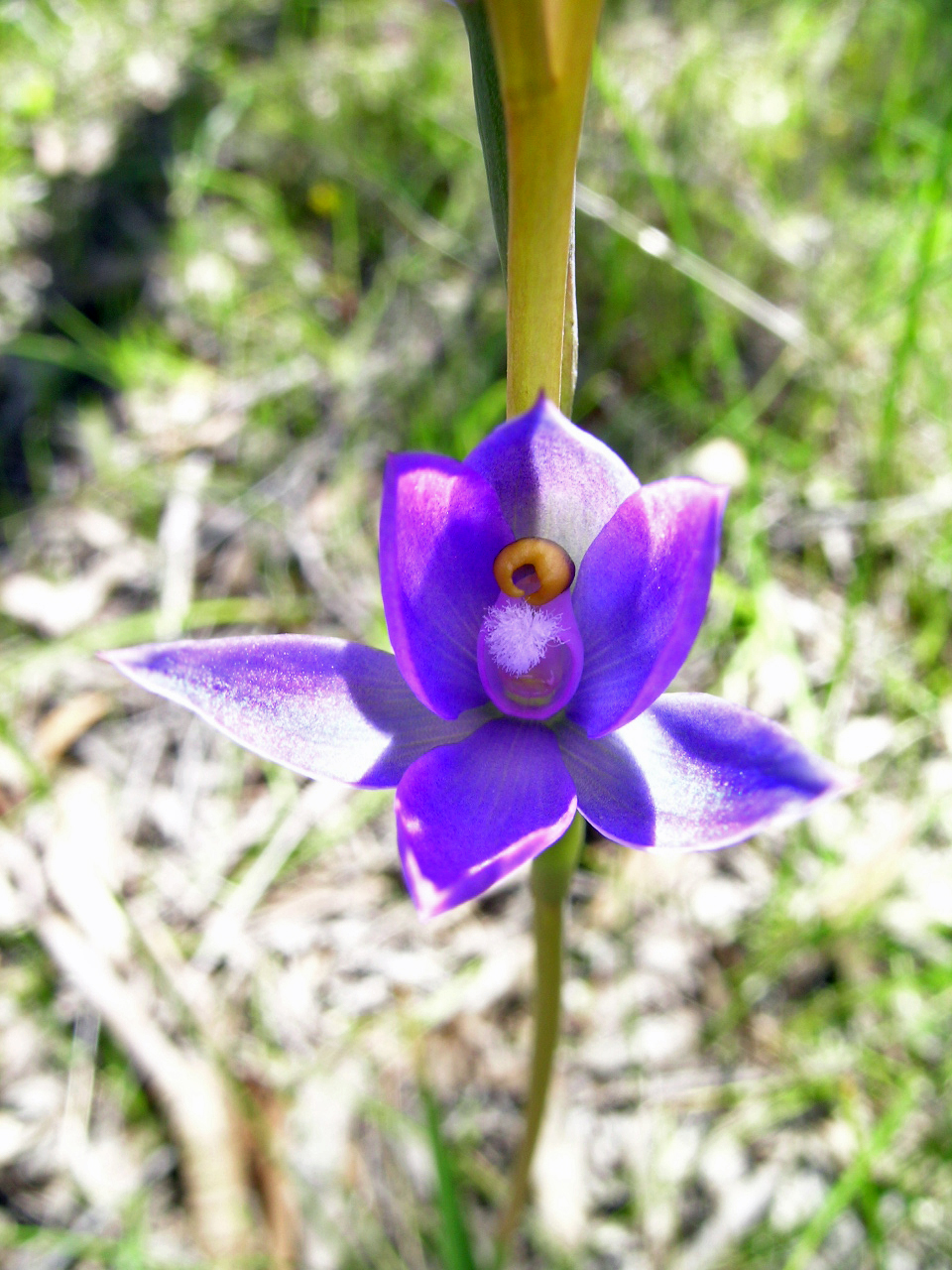 Thelymitra megacalyptra (plains sun orchid) (alternate view 6)