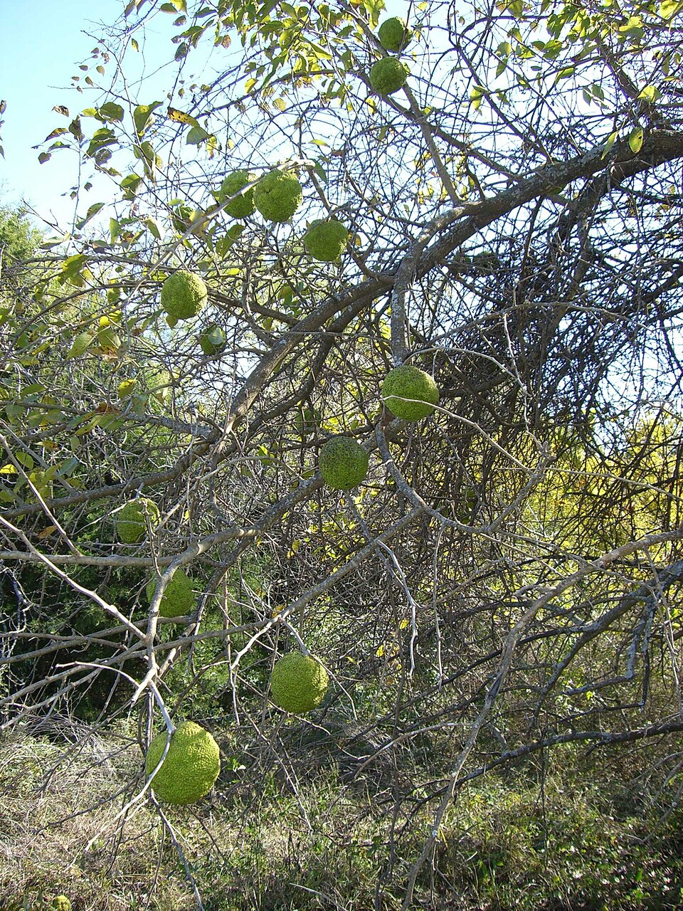 Maclura pomifera (Osage-orange)