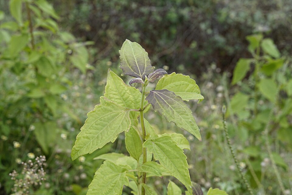 Chromolaena odorata (Siam weed) (alternate view 3)