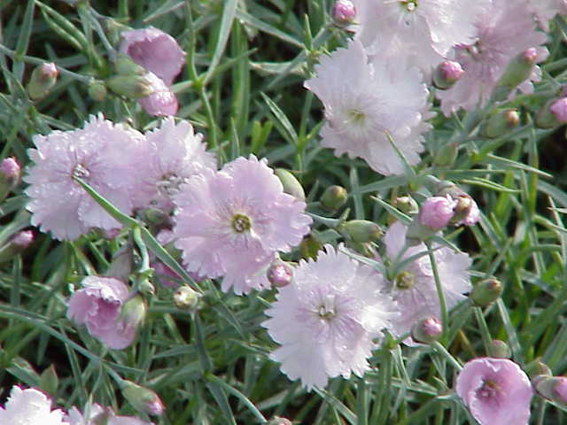 Dianthus gratianopolitanus (pinks) (alternate view 11)