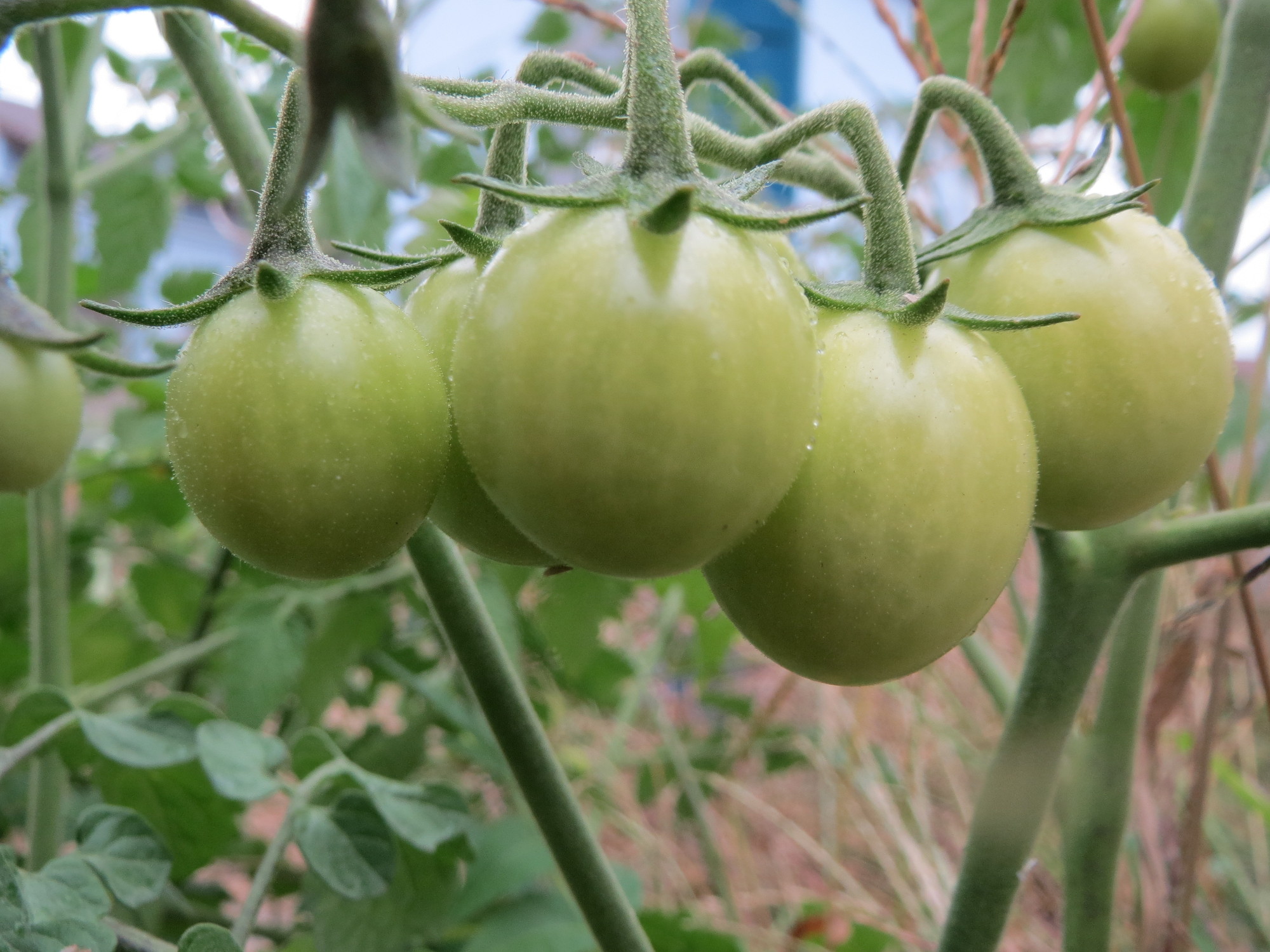 Solanum lycopersicum, tomato (Solanaceae) (image 4 of 5)