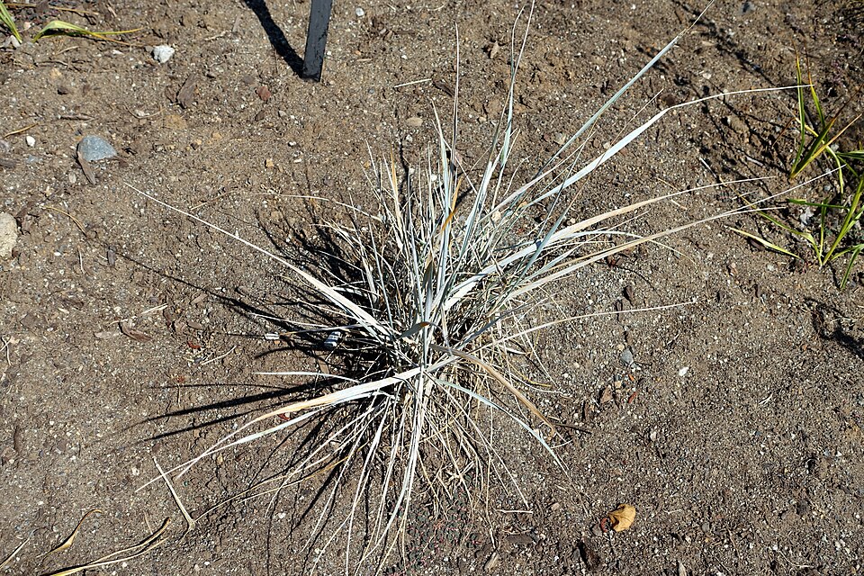Elymus magellanicus (Magellan Wheatgrass) (alternate view 8)